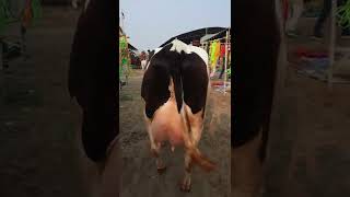 Extraordinary cow @ sale in jagraon mandi. 88720 13055. jbs video. #shorts