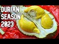 Durian Season Singapore 2023 $12/kg MSW