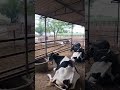 कोणी सोबत नाही म्हनुन खचायच नसते ।।स्वता खंबीर ऊभा आहे।।dairy farm . top breed caw