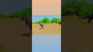 #shortsviral #viralvideo #bull #banni #subscribe #animals #bannisong #bhuro#bull