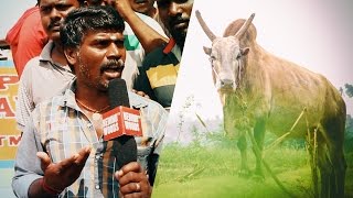 Alanganallur Jallikattu Vaadi Vaasal - In and out | Exclusive Report