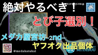 めだか飼育で絶対やった方がいい事！とび子選別！【メダカ屋宮坊-2nd-ヤフオク出品個体】ゴジラ、ネプチューン黄金type、楊貴妃ダルマ、高級ミックスめだか