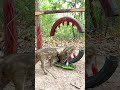 build wild boar trap using wood u0026 with tires fall in to wildanimal