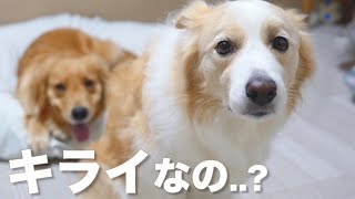 飼い主の視界に絶対に入りたい犬がこうなりました...【ボーダーコリー･ゴールデンレトリバー】