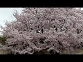 名鉄・高浜港駅前の桜風景　2015.04.02