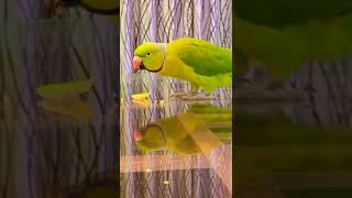 parrot..pooppy