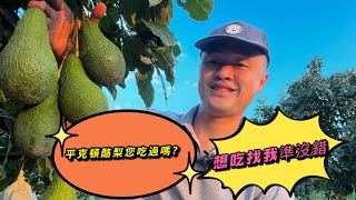 平克頓酪梨🥑🥑🥑即將採收，想吃找我就對了！#有機認證#自然栽培  #avocado#酪梨 #牛油果