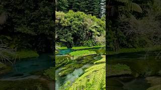 නිල් පාට වතුර තියෙන පතුල පේන ගග 🇳🇿 | Mr Shehan #bluespring #newzealand #lake #rotorua #putaruru