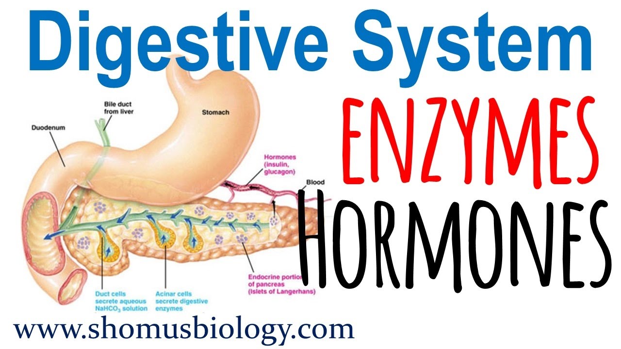 Digestive Enzymes Secreted By Stomach At Caitlyn Davila Blog