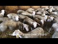 french sheep breed blanche du massif central bmc