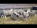 french sheep breed blanche du massif central bmc