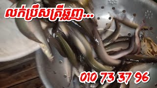 លក់ប្រឹសដាក់ត្រីឆ្លូញ,010733796