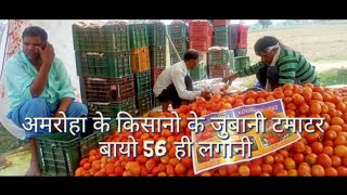 सबसे ज्यादा पैदावार देने वाला टमाटर बायो 56। Hybrid Tomato Bio -56 Excellent Performance in AMROHA