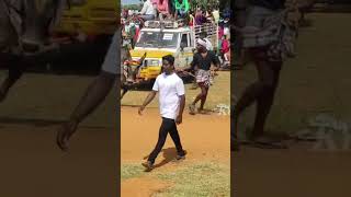 #Shorts | Siravayal manjuvirattu 2023 | siravayal jallikattu live #siravayal #siravayalmanjuvirattu