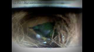 Gouldian finch laying egg number 5