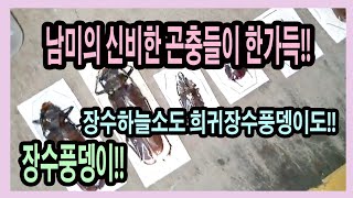 엄청난 양의 장수하늘소 만천에 쏟아져 들어왔습니다!!! 기타 여러 귀한 장수풍뎅이포함 남미 곤충표본 언박싱!!