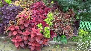 Колеусы (Coleus, Solenostemon). На даче Новомодного. 2014 год