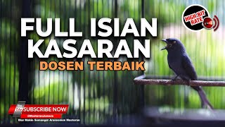 🔴Masteran Srigunting Abu Abu Full Isian Greja Tarung Cililin Kunti