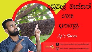 දඩුවැල් මැස්සා ගැන දැනගමු |Apis florea Bees Identification |