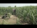 Indian ladhki nikir chorpak vilage family vlog 2021rural and village life in punjab  by u pun