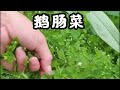 養生道：藥材百科之【鹅肠菜】