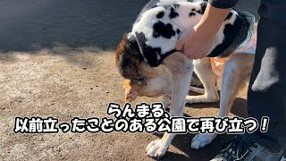 【元保護犬らんまるとなな】らんまる、以前立ったことのある公園で再び立つ！