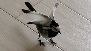 Kappasuke, the Japanese pied wagtail with a hurting foot.