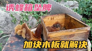 诱蜂箱坠脾，加块木板就解决了，简单易学！