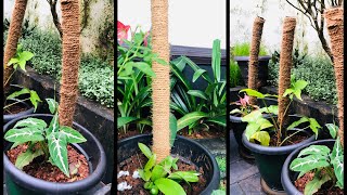 Make a coir stick within 5 minutes/garden ideas \u0026 decor/easy \u0026 attractive/Money plant/malayalam