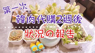 【後來的肉肉】兩週了，第一次購買的韓國肉肉有什麼變化嗎！？ Succulent Daily