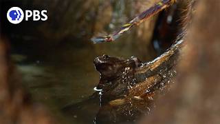 Unlikely Roommates: Frog Dad & Tiger Tarantula