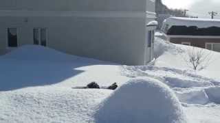 新雪で戯れるシェルティのジーノとボーダーコリーのショパンですが・・。Border Collie and sheltie playing in the snow