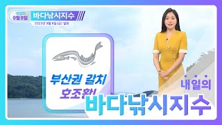 [바다낚시지수] 23년9월9일 부산권 갈치 호조황~가을을 낚는 강태공이 되어보아요!/해양예보방송