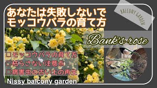 #44 モッコウバラが枯れた理由とモッコウバラの育て方/モッコウバラが咲かない時の対処法