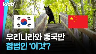 10살이 되면 죽어야하는 반달가슴곰🧸｜크랩