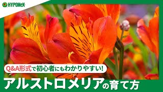 ☘146:アルストロメリアの育て方｜花が咲き終わったらすべきことは？水やりや肥料など日々の管理もご紹介 【PlantiaQ\u0026A】植物の情報、育て方をQ\u0026A形式でご紹介