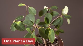 Euphorbia bongolavensis Houseplant Care — 219 of 365