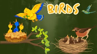 Birds Name | Learning Birds for Toddlers | Names and Moments of Birds for Preschoolers #education