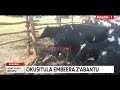 agataliikonfuufu okusitula embeera zabantu esaza ligabye ente