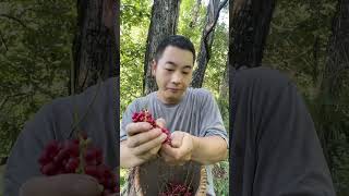 秦岭山里的野生五味子采摘已经接近尾声，摘一点回家泡酒喝，想要吃新鲜的就要等到明年了#五味子 #中药材 #大自然的馈赠 #这个野果子有认识的吗