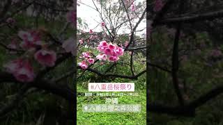 1月に桜八重岳桜！沖縄は日本一早咲き