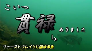 奥出湾～菅浦エリア間ポイント★ファーストブレイクでデカバスがハス狙い？★奥琵琶湖リサーチ　水中映像