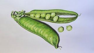 Peas Drawing in Colour Pencils | How to Draw Peas