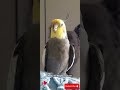 monty the naughty cockatiel whistling. so cute and precious. cockatiel whistling.❤️smart bird❤️