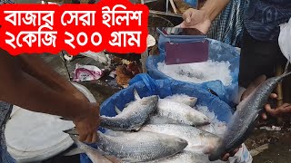 ২ কেজি ২০০ গ্রাম । বাজার সেরা ইলিশ /১৮০০ টাকা কেজি । ২ কেজি ইলিশ ১৪০০/কেজি । বাংলারমুখ । Banglarmukh