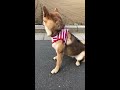 道路の真ん中に居座るヤンキー犬／豆柴　柴犬子犬／【shiba inu puppy】