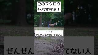 追いかけてくるフクロウがヤバすぎる