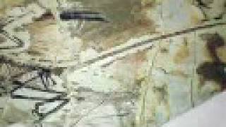 Facts Of Evolution - (Chapter 1 of 6)