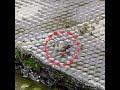 mother duck teaches her babies how to land in order to survive