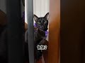 【家有猫三宝】没想到啊 猫 cat pets funny 宠物生活 寵物 貓咪